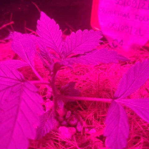 Tutan growlog timeline photo
