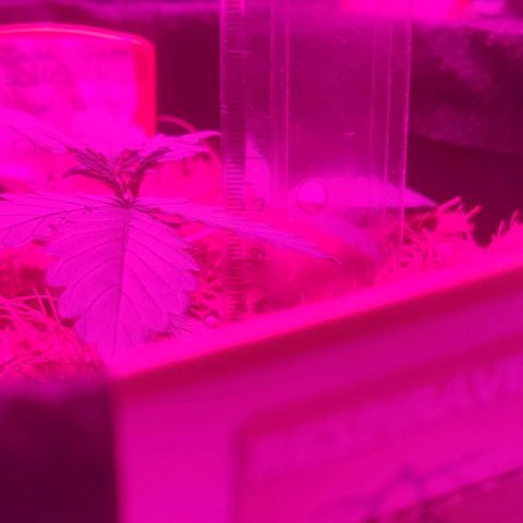 Tutan growlog timeline photo