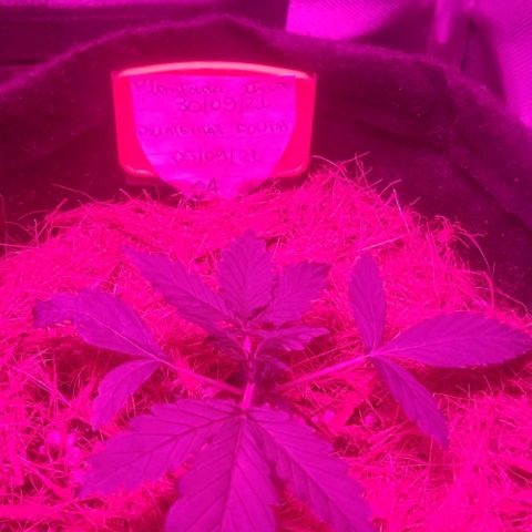 Tutan growlog timeline photo