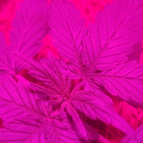 Tutan growlog timeline photo