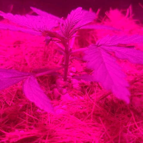 Tutan growlog timeline photo