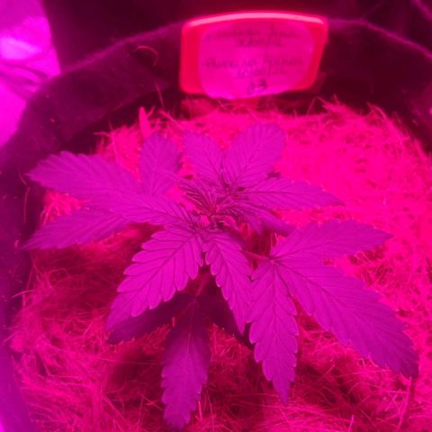 Tutan growlog timeline photo