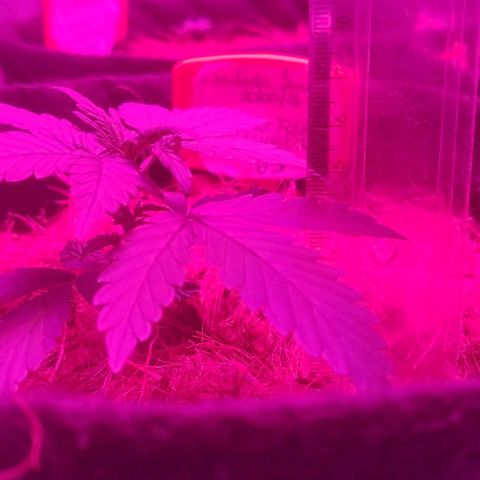 Tutan growlog timeline photo