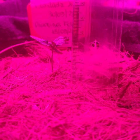 Tutan growlog timeline photo