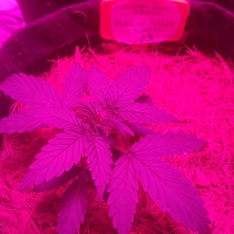 Tutan growlog timeline photo