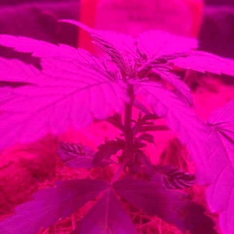 Tutan growlog timeline photo