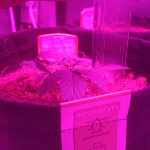 Tutan growlog timeline photo
