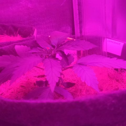 Tutan growlog timeline photo