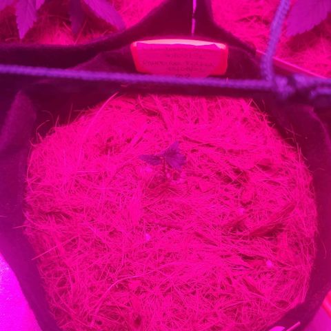 Tutan growlog timeline photo
