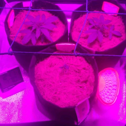 Tutan growlog timeline photo