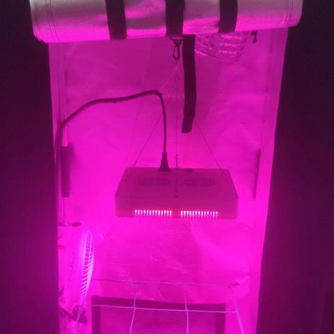 Tutan growlog timeline photo