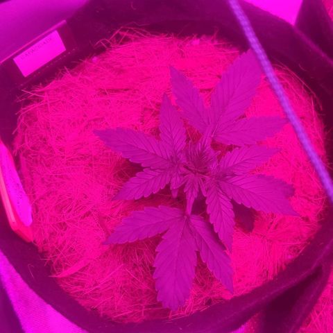 Tutan growlog timeline photo