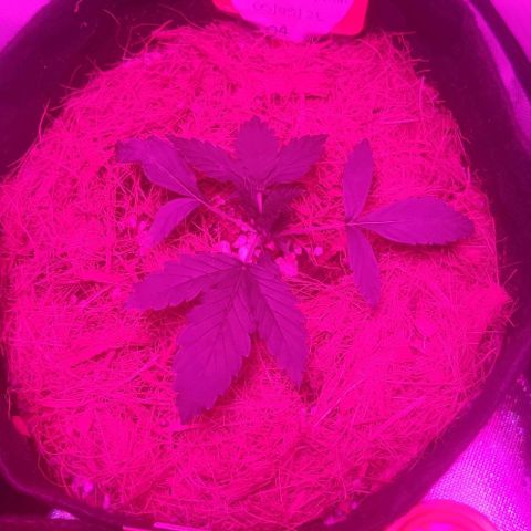 Tutan growlog timeline photo