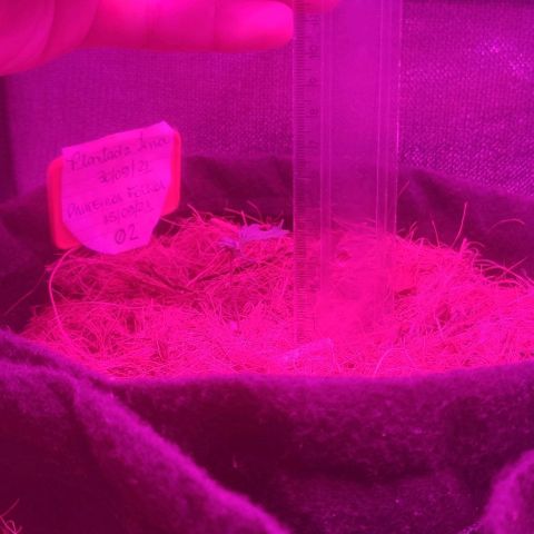 Tutan growlog timeline photo