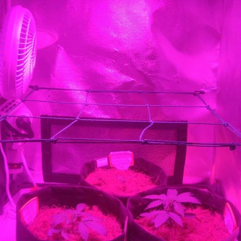 Tutan growlog timeline photo