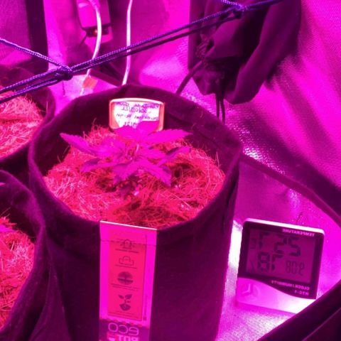 Tutan growlog timeline photo