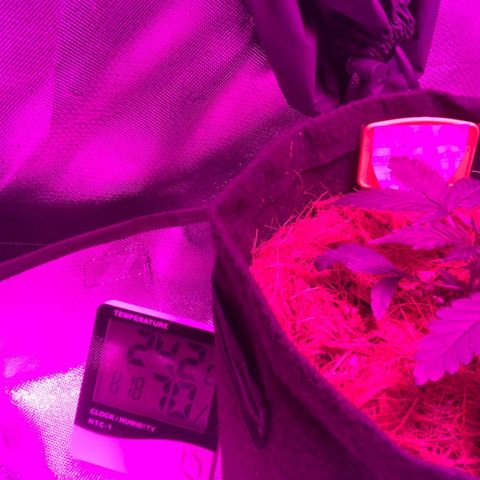 Tutan growlog timeline photo