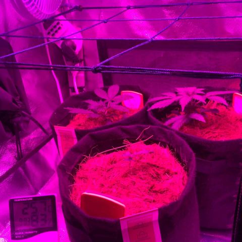 Tutan growlog timeline photo