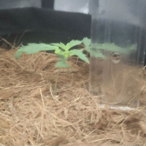 Tutan growlog timeline photo