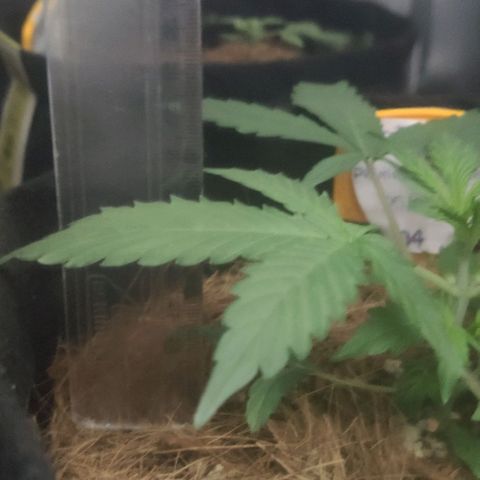Tutan growlog timeline photo