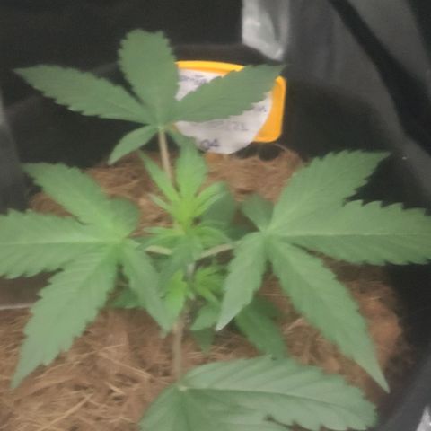 Tutan growlog timeline photo