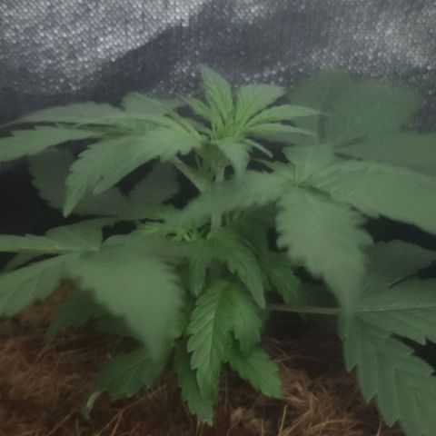 Tutan growlog timeline photo