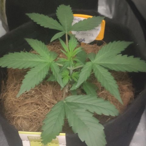 Tutan growlog timeline photo