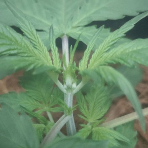Tutan growlog timeline photo