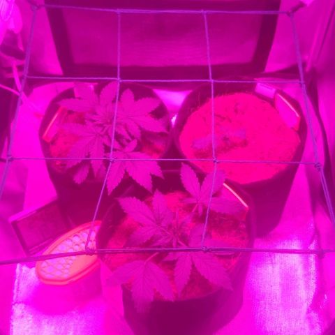 Tutan growlog timeline photo