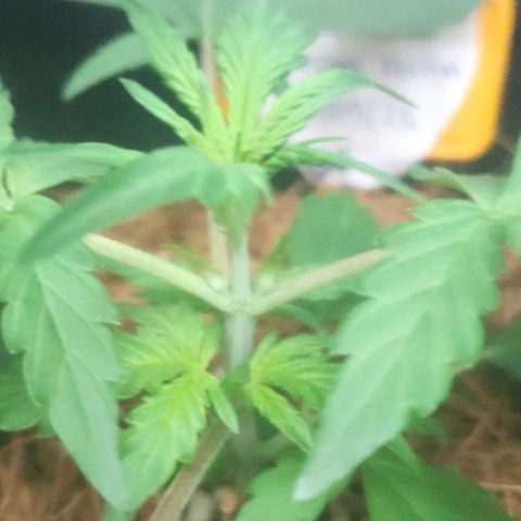 Tutan growlog timeline photo