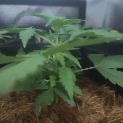 Tutan growlog timeline photo