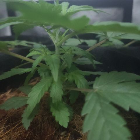Tutan growlog timeline photo