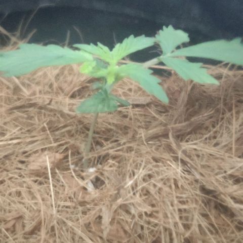 Tutan growlog timeline photo