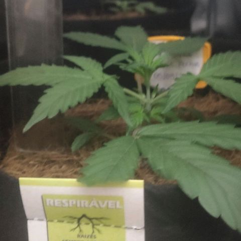 Tutan growlog timeline photo