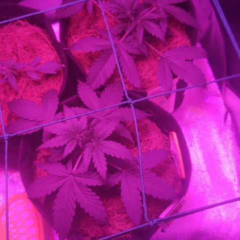 Tutan growlog timeline photo