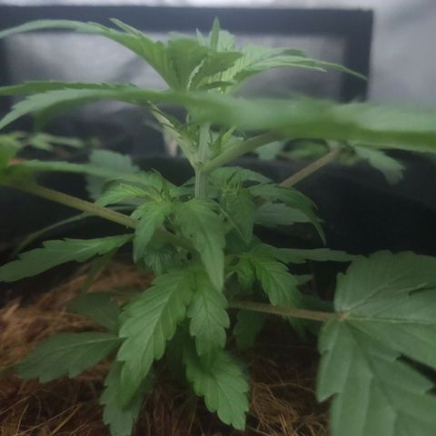 Tutan growlog timeline photo