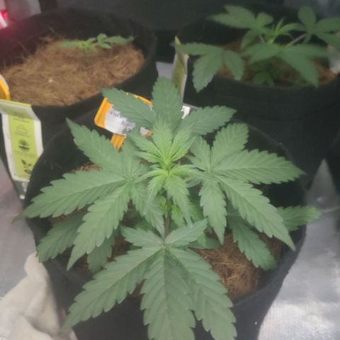 Tutan growlog timeline photo