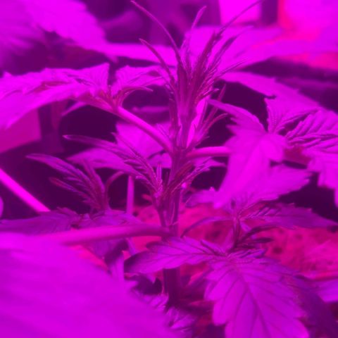 Tutan growlog timeline photo