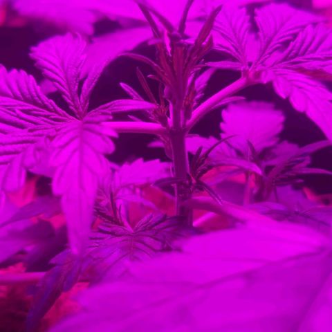 Tutan growlog timeline photo