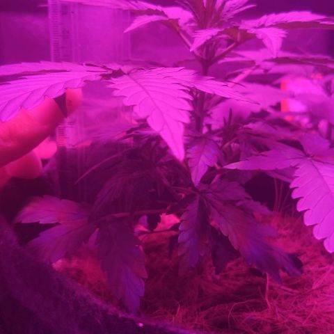 Tutan growlog timeline photo