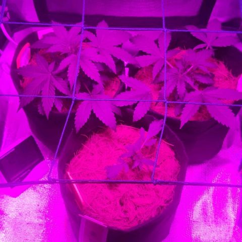 Tutan growlog timeline photo