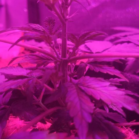 Tutan growlog timeline photo