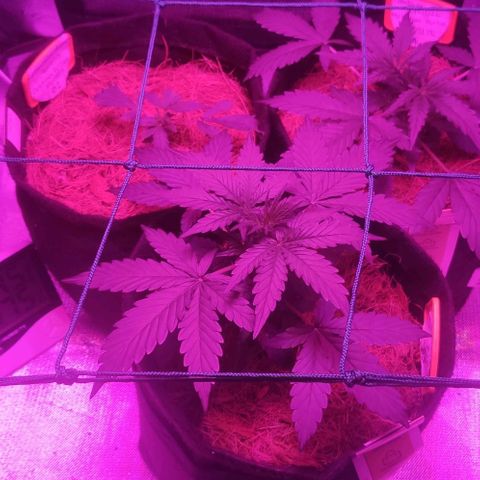 Tutan growlog timeline photo
