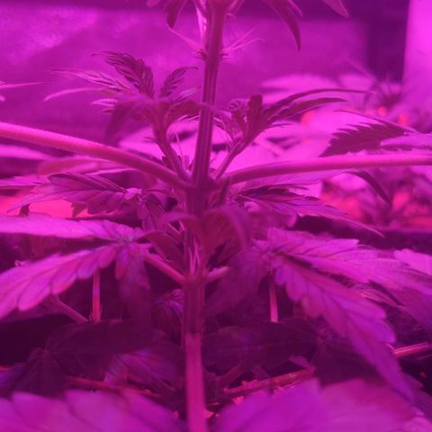 Tutan growlog timeline photo