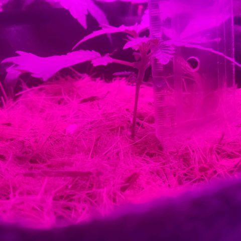Tutan growlog timeline photo