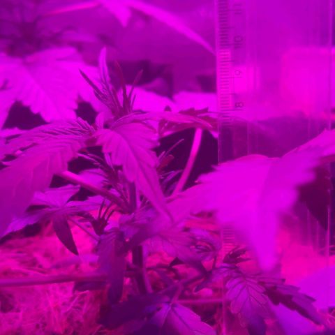 Tutan growlog timeline photo
