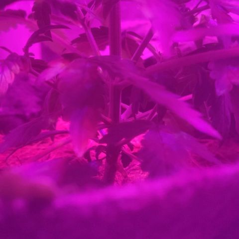 Tutan growlog timeline photo