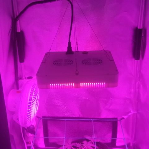 Tutan growlog timeline photo