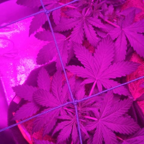 Tutan growlog timeline photo
