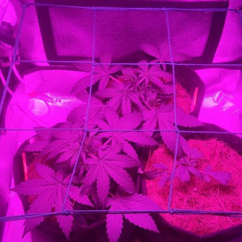 Tutan growlog timeline photo